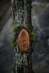 Tree Bark Texture Close-Up