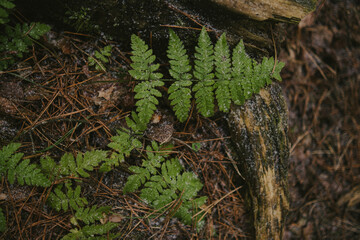 Close-up of tree bark texture