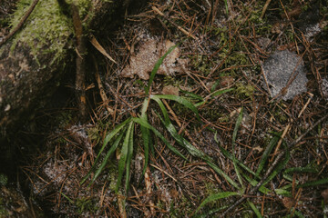 Close-up of forest textures