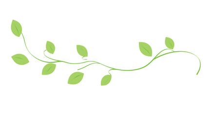 Obraz premium Green vine with leaves on white background as nature decoration element