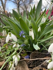 Obraz premium depicts bright blue flowers growing among dry leaves and grass. The flowers have delicate petals and elongated green leaves. The background is slightly blurred, creating an effect of depth and highlig