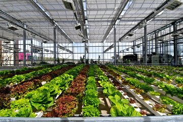 Different varieties of Lettuce growing in nutrient rich solution sheltered by hydroponic greenhouse 