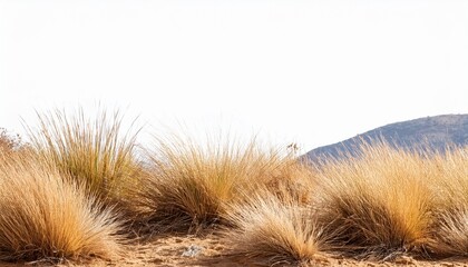 dry grass patch desert plant isolated on transparent background banner