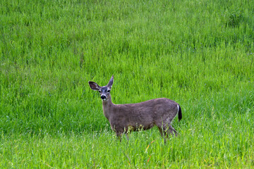 Cautious Young Black-Tailed Deer in green grass field interrupted from grazing by camera shutter noise 