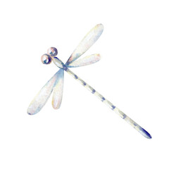 A fragile dragonfly highlighted on a white background. Watercolor illustration. The translucent insect is hand-drawn. An element for the design of gentle greetings, postcards, invitations.