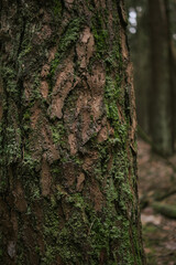 Tree Bark Texture Close-Up