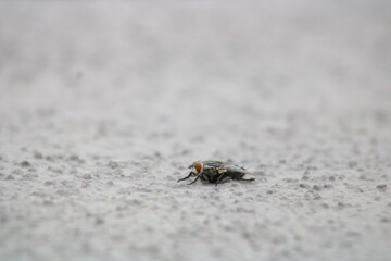fly bug with red eyes