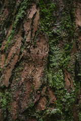 Close-up of tree bark texture