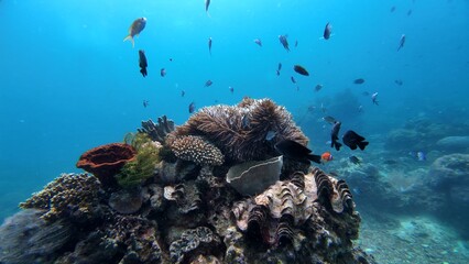 Underwater sea ocean water with beautiful diverse corals and fishes swimming 