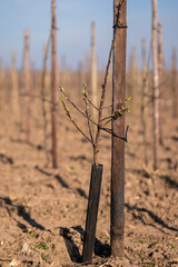Neu gepflanzte Apfelbäume in einer Plantage im Alten Land, Deutschland.