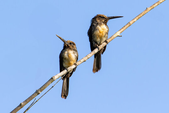 A pair of jacamar