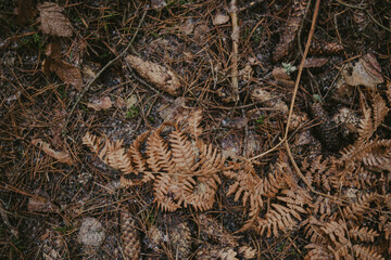 Natural bark textures in the forest