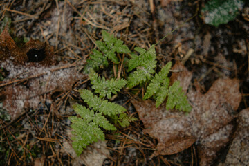 Woodland textures and tree trunks
