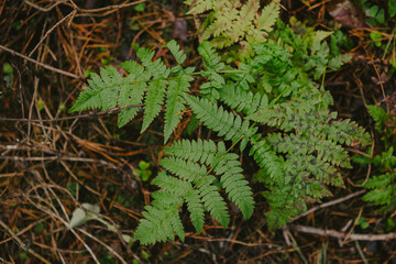 Fallen branches and dry leaves