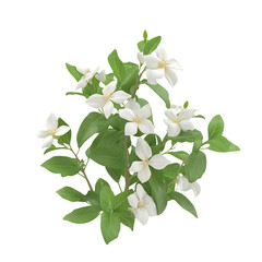 3D Jasmine Plant with Delicate Flowers Isolated on Transparent Background