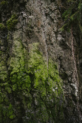 branches and leaves in forest