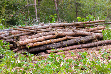 Logging Industry: Forest Felling a