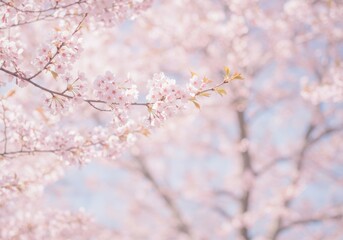 Naklejka premium Blooming sakura branches with soft pink flowers. Springtime beauty of nature for greeting card, mother's day or wedding invitation background with sunlight.