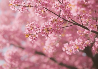 Fototapeta premium Blooming cherry tree for spring background. Pink sakura flowers, nature awakening design element for banner design, mother's day card and wedding invitation creation