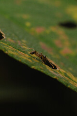ant on a green leaves