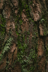 Close-up of tree bark texture
