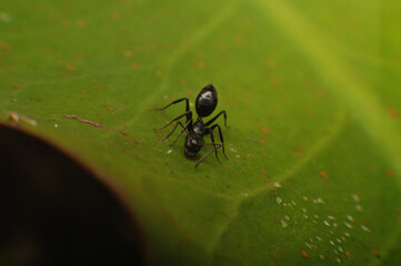 Macro black ant on leaf
