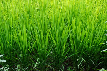The rice plants are spreading their green leaves, a stage of growth