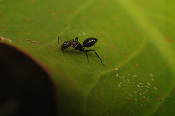 macro of a black ant