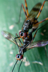 Fototapeta premium macro of a fly
