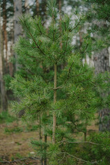 branches and leaves in forest