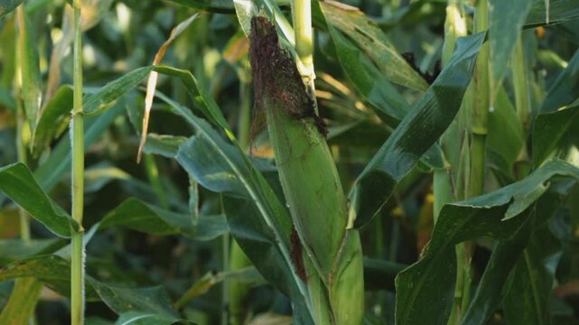 SWEETCORN