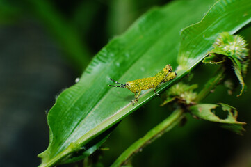 green caterpillar on a leaf