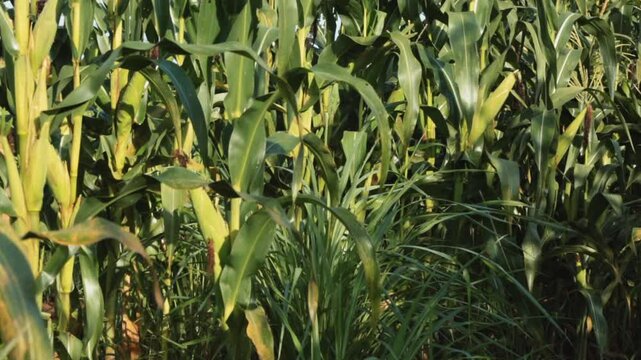 SWEETCORN