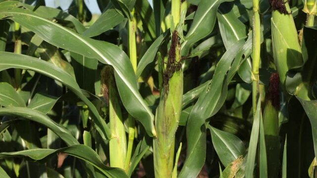 SWEETCORN