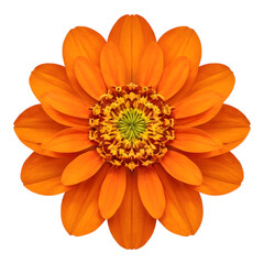 Vibrant orange zinnia flower with yellow center, symmetrical and detailed against white background.