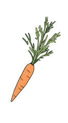 Hand-drawn carrot illustration with green leaves on white background
