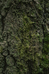 Tree branches and textured bark