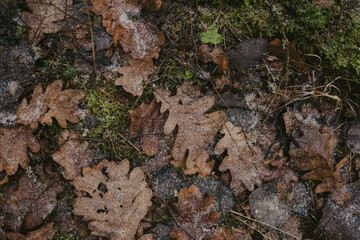branches and leaves in forest