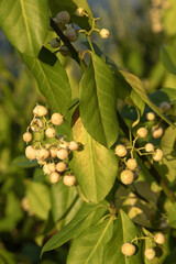 Baies du Euonymus hamiltonianus en automne