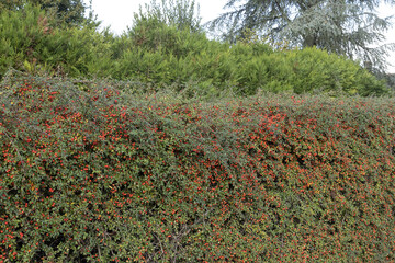 Haie de Cotoneaster franchetii