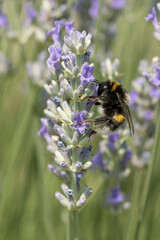 Bourdon commun sur une fleur de lavande	