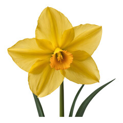 Fototapeta premium Yellow Daffodil in Full Bloom Facing Front