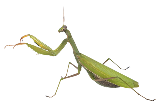 Mante religieuse verte	