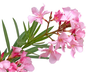 Branche de laurier rose fleuri	