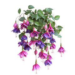 3D Fuchsia Plant with Hanging Flowers Isolated on Transparent Background