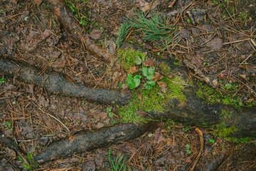 Fallen branches and dry leaves