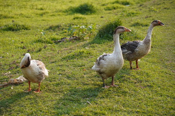 Several geese are standing on the grass field, one is preening its feathers
