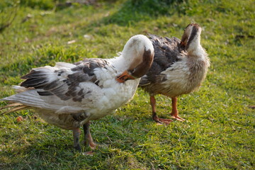 Two geese are preening its feathers by standing on the grass field