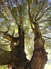 Fototapeta premium Low angle photographs of trees in an ancient forest