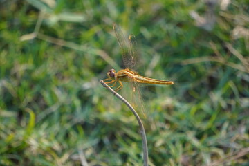 A dragonfly, specifically a Scarlet Skimmer perched on a thin stalk against a blurred green background